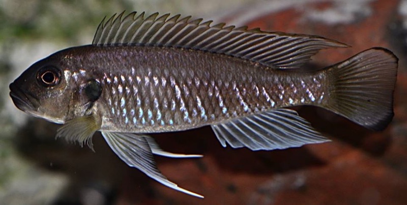 Triglachromis otostigma